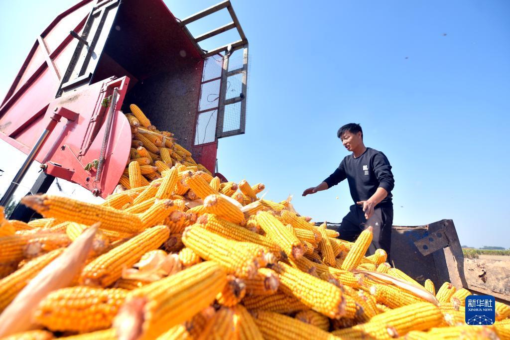 网上现金捕